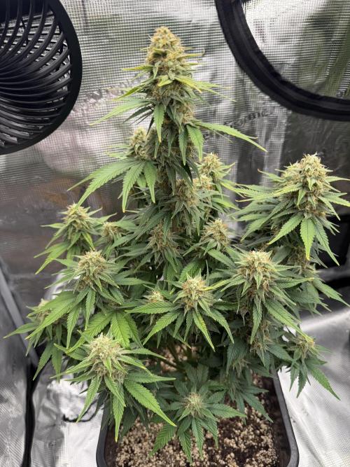 3x FastBuds. Week 7 - Cake 