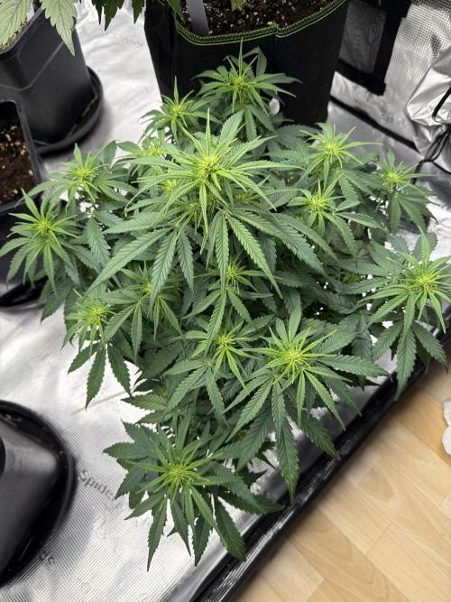 Watermelon Growers Choice Contest 2026. Week 5