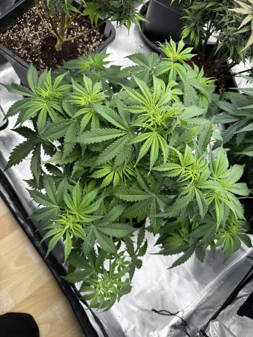 Watermelon Growers Choice Contest 2026. Week 5