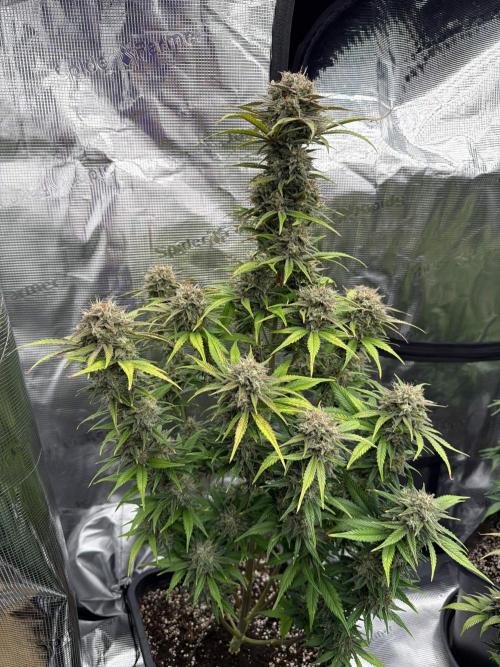 3x FastBuds. Week 8