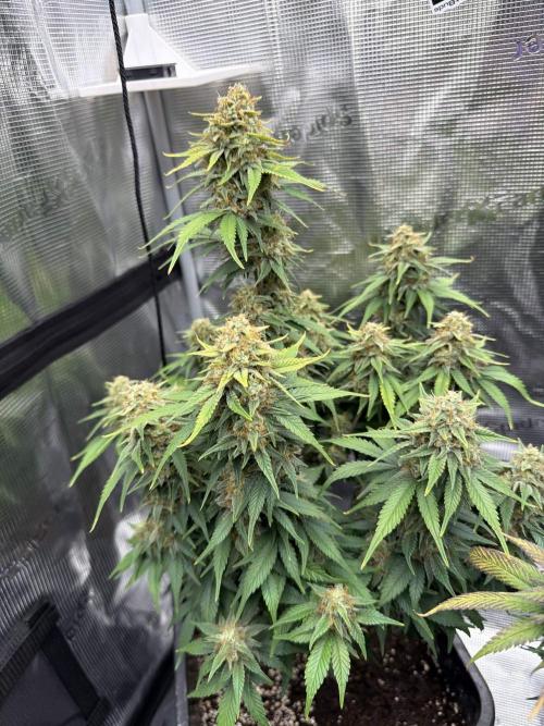 3x FastBuds. Week 8