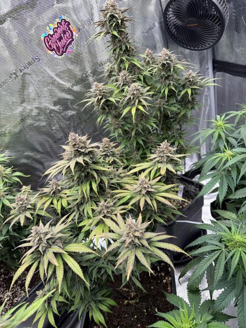 3x FastBuds. Week 8