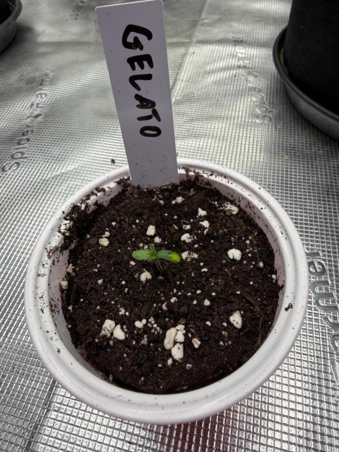Gelato Auto FastBuds. Week 0