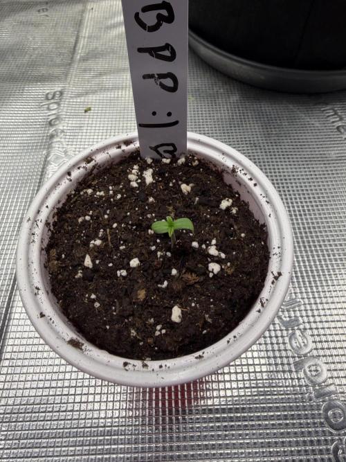 Banana Purple Punch from FastBuds. Week 0