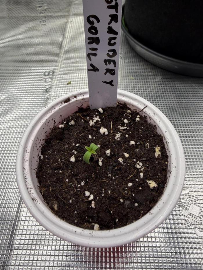 Last Dance with Strawberry Groilla Auto. Week 0