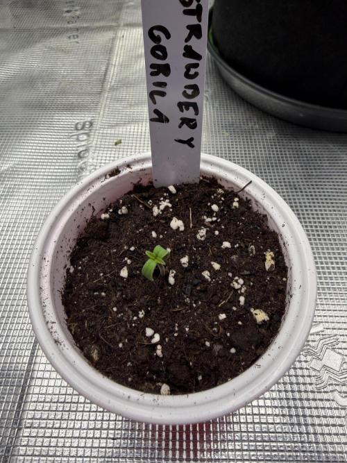 Last Dance with Strawberry Groilla Auto. Week 0