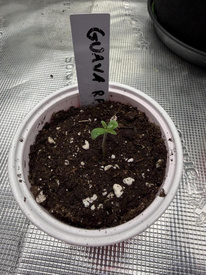 Guava Auto RF3 FastBuds. Week 0