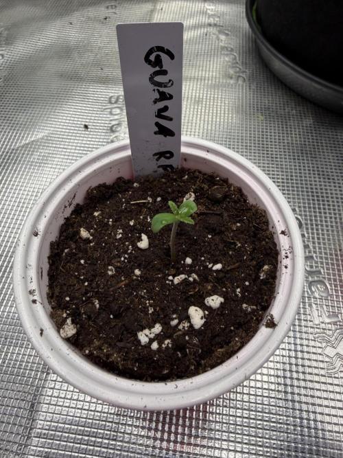 Guava Auto RF3 FastBuds. Week 0