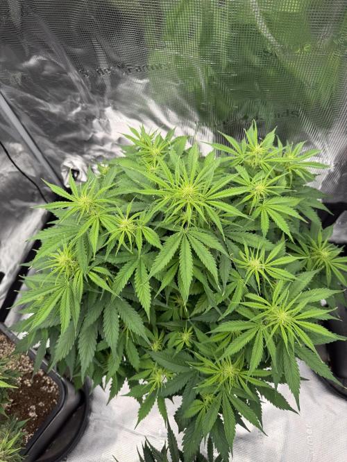 Watermelon Growers Choice Contest 2026. Week 6