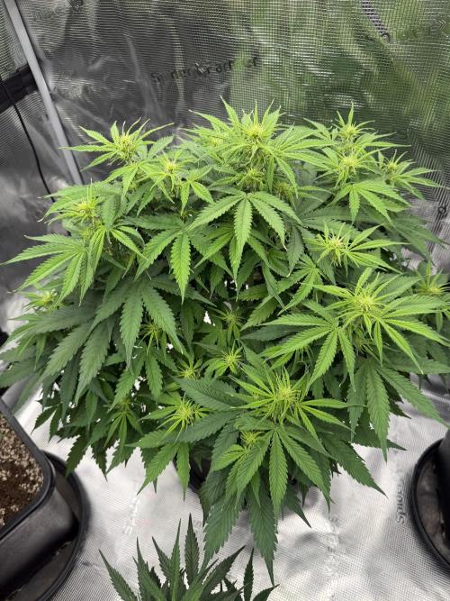 Watermelon Growers Choice Contest 2026. Week 6