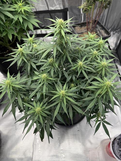 Watermelon Growers Choice Contest 2026. Week 6