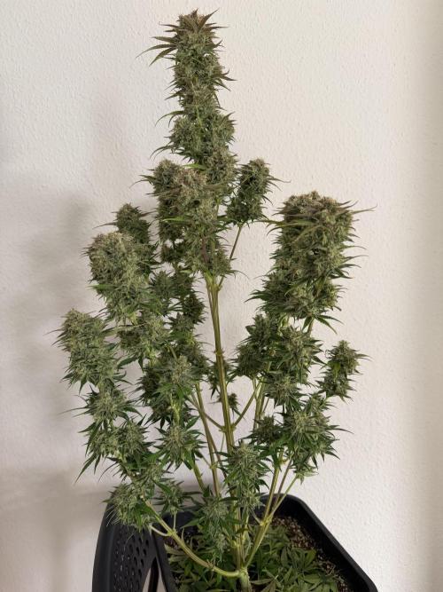 3x FastBuds. Week 9