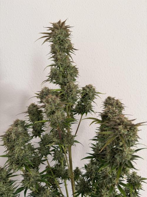 3x FastBuds. Week 9