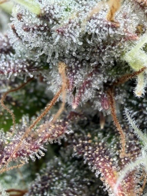 3x FastBuds. Week 9