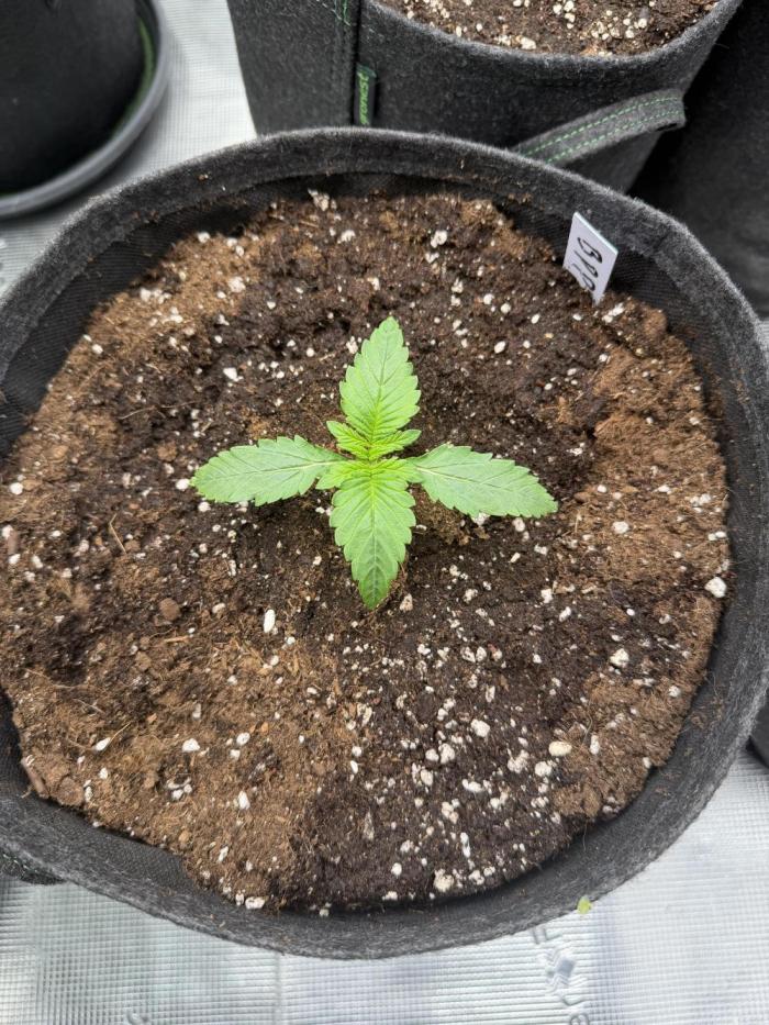 Banana Purple Punch from FastBuds. Week 1