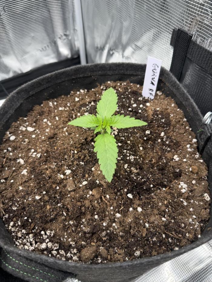 Guava Auto RF3 FastBuds. Week 1