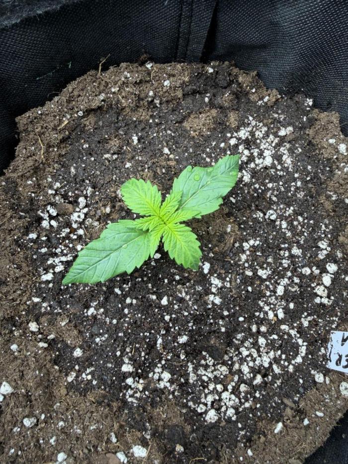 Last Dance with Strawberry Groilla Auto. Week 1