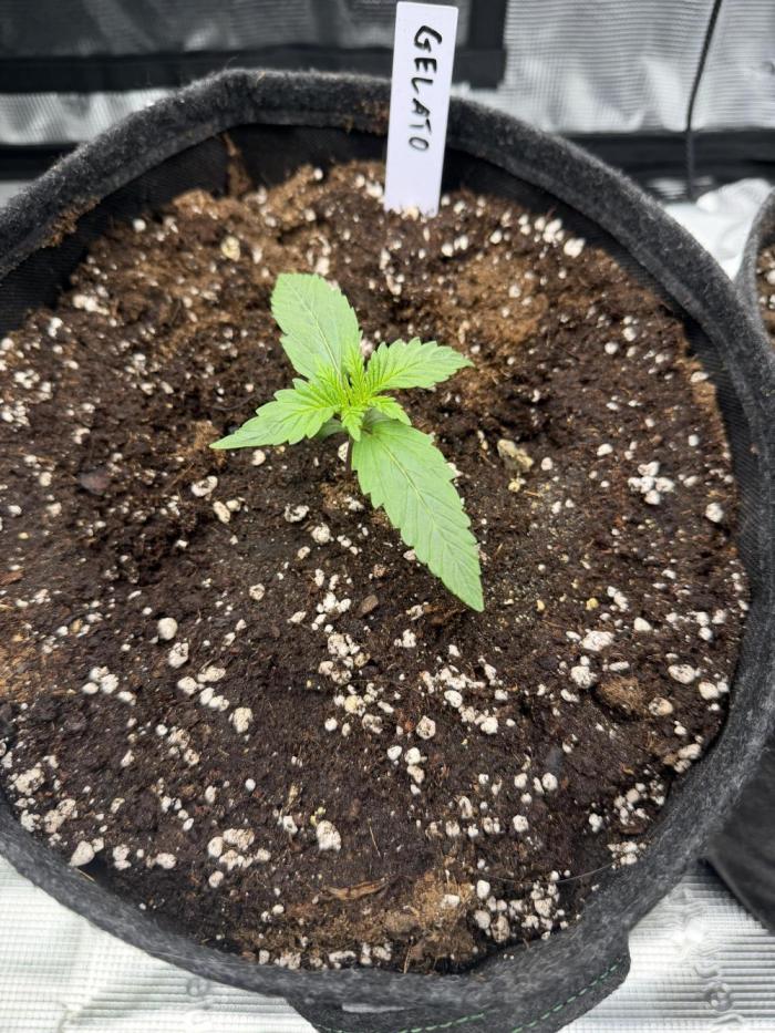 Gelato Auto FastBuds. Week 1
