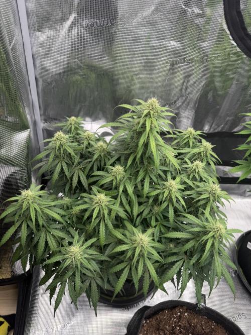 Watermelon Growers Choice Contest 2026. Week 7