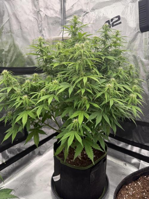 Watermelon Growers Choice Contest 2026. Week 7
