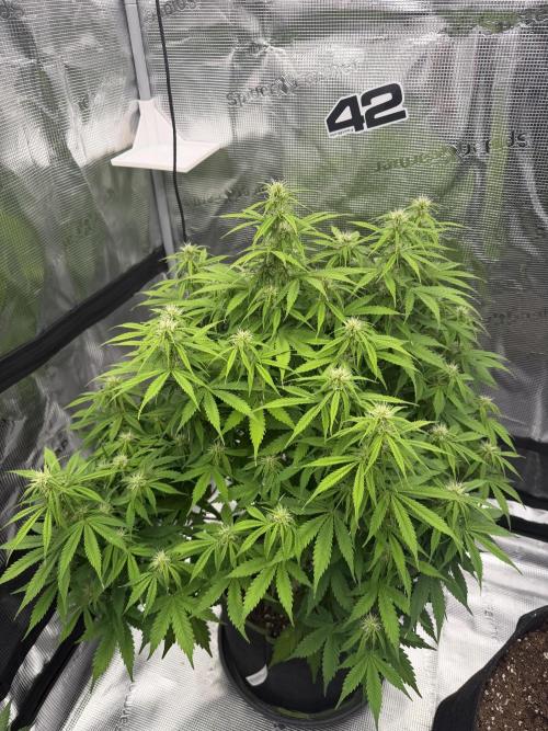 Watermelon Growers Choice Contest 2026. Week 7