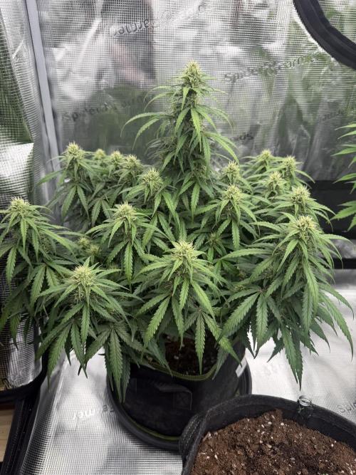 Watermelon Growers Choice Contest 2026. Week 7