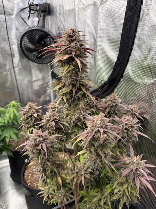 3x FastBuds. Week 10