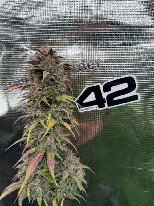 3x FastBuds. Week 10