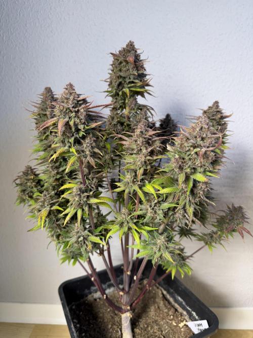 3x FastBuds. Week 10