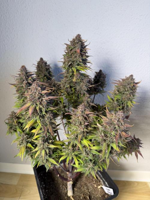 3x FastBuds. Week 10
