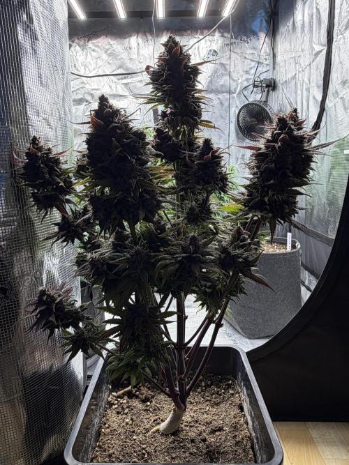 3x FastBuds. Week 10