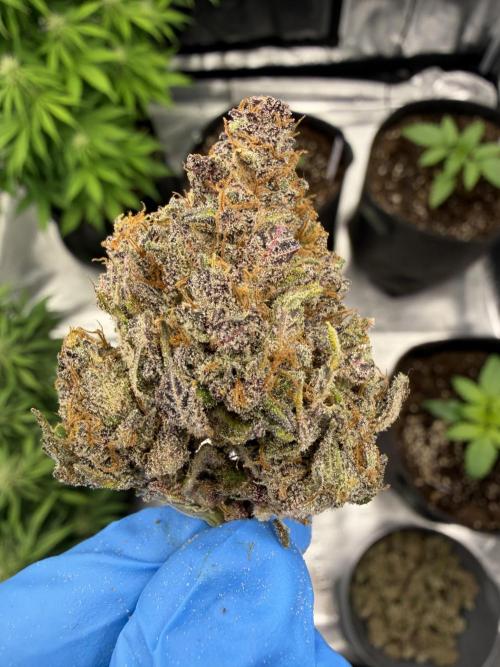 Fast Buds - Orange Sherbet Auto door NiePoSionym420