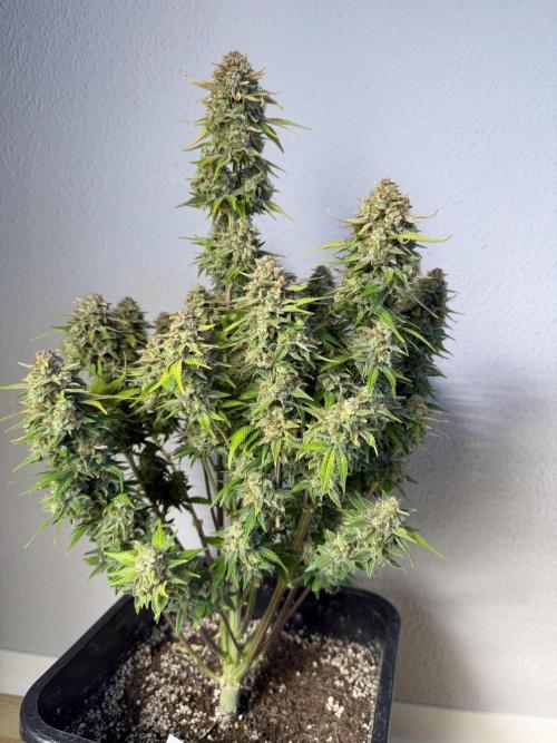 3x FastBuds. Week 10