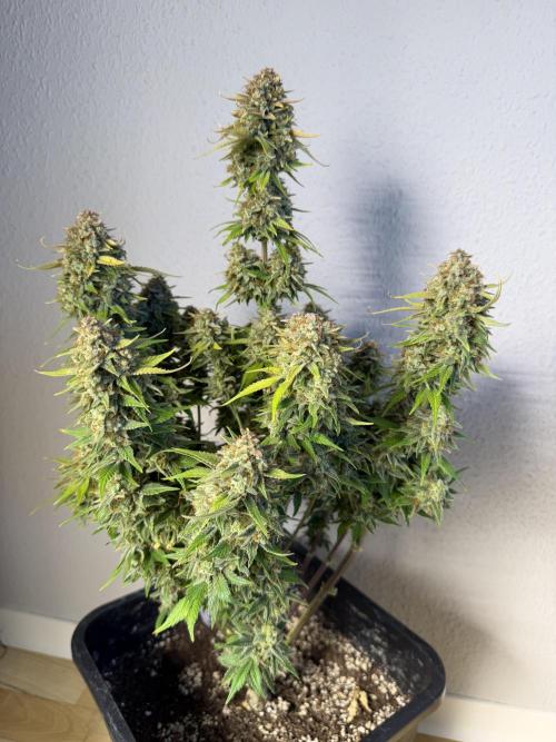 3x FastBuds. Week 10
