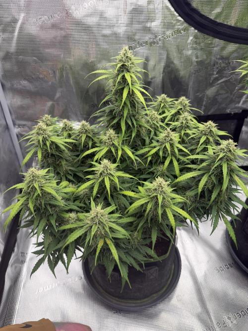 Watermelon Growers Choice Contest 2026. Week 8
