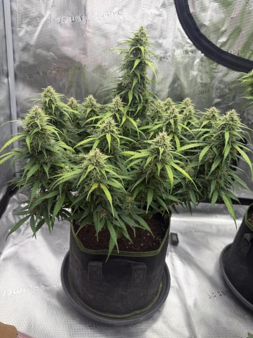 Watermelon Growers Choice Contest 2026. Week 8