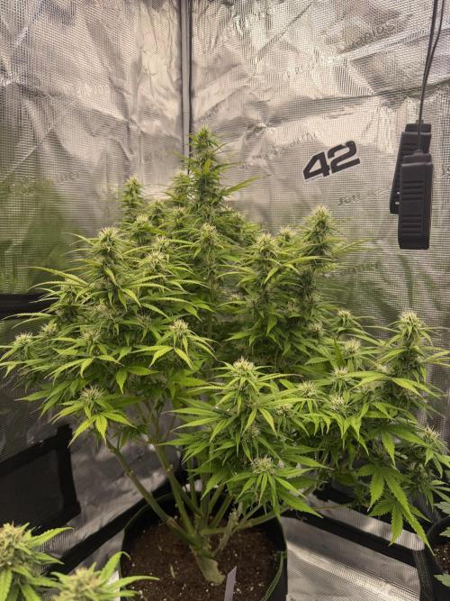 Watermelon Growers Choice Contest 2026. Week 8