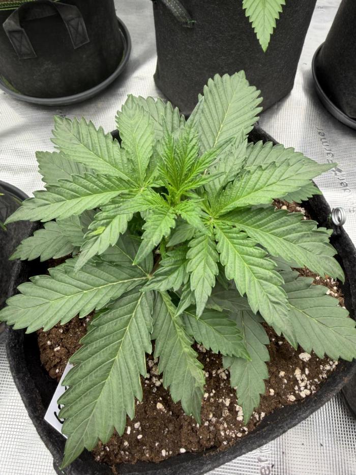 Gelato Auto FastBuds. Week 2