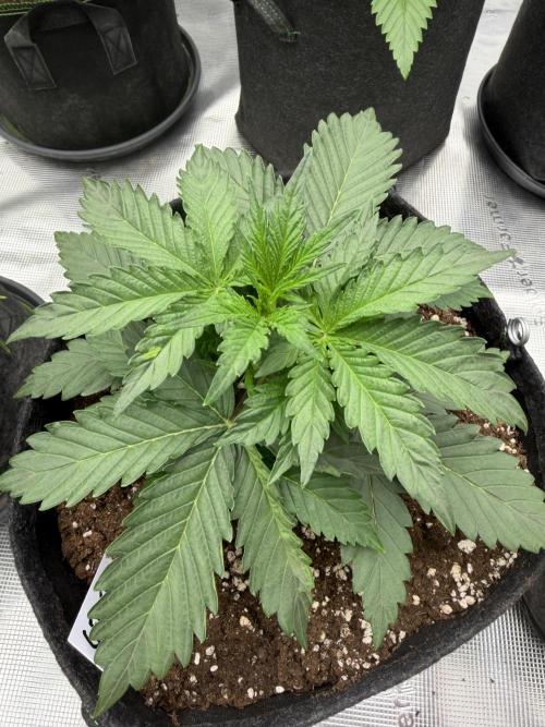 Gelato Auto. Week 2