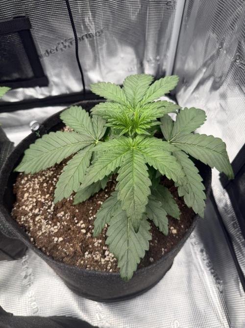 Banana Purple Punch Auto. Week 2