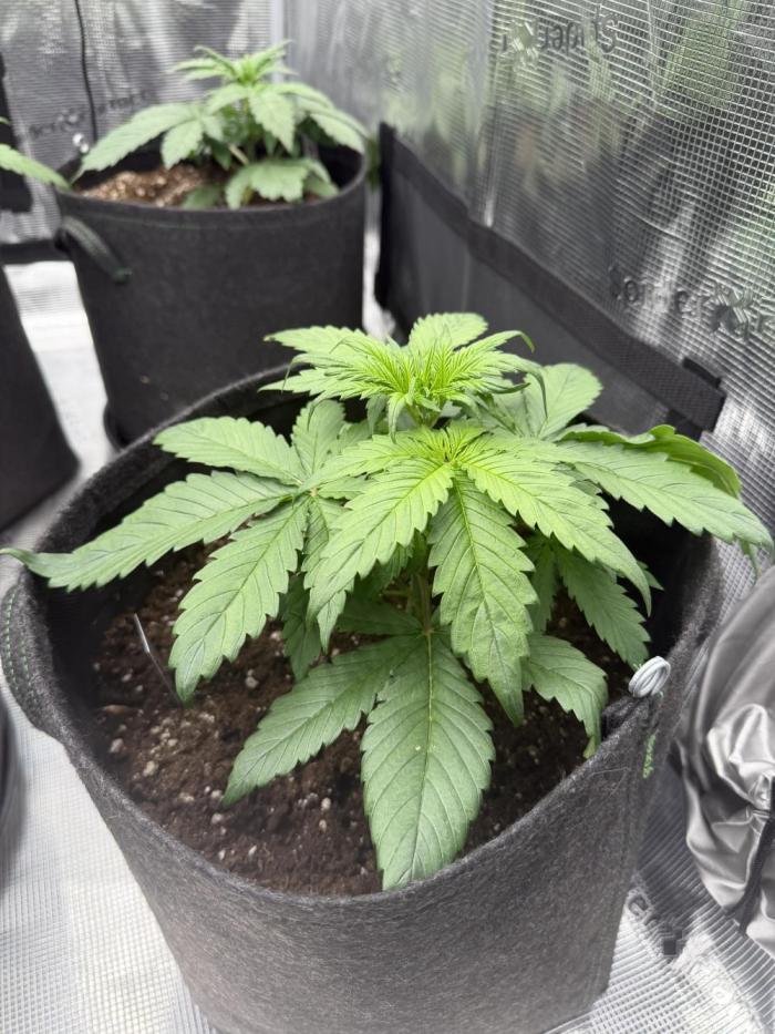Last Dance with Strawberry Groilla Auto. Week 2