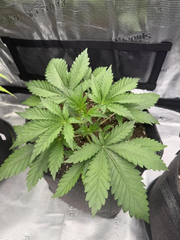 Guava Auto RF3 FastBuds. Week 2