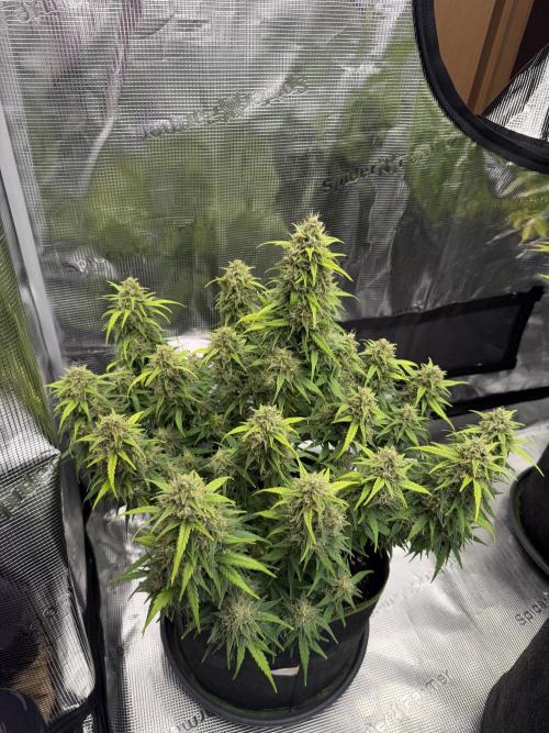 Watermelon Growers Choice Contest 2026. Week 9