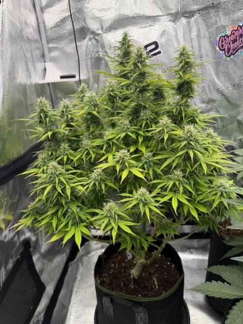 Watermelon Growers Choice Contest 2026. Week 9