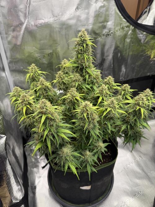 Watermelon Growers Choice Contest 2026. Week 9