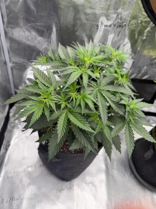 Gelato Auto FastBuds. Week 3