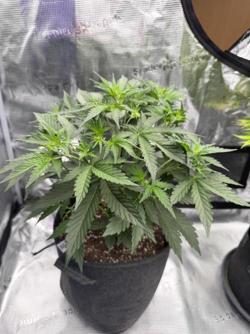 Gelato Auto. Week 3
