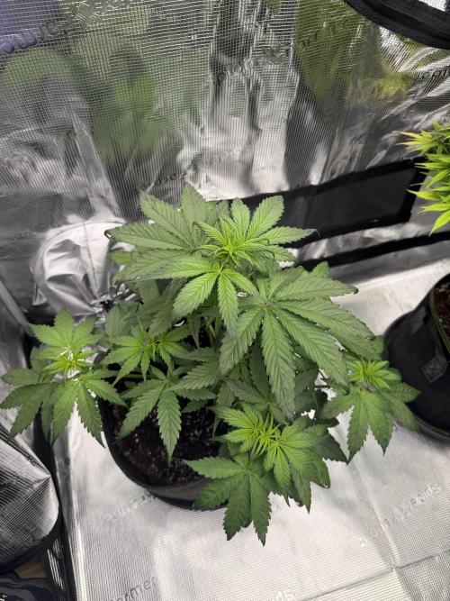 Last Dance with Strawberry Groilla Auto. Week 3