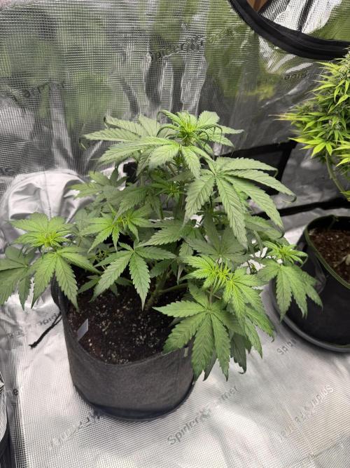 Strawberry Gorilla Auto. Week 3