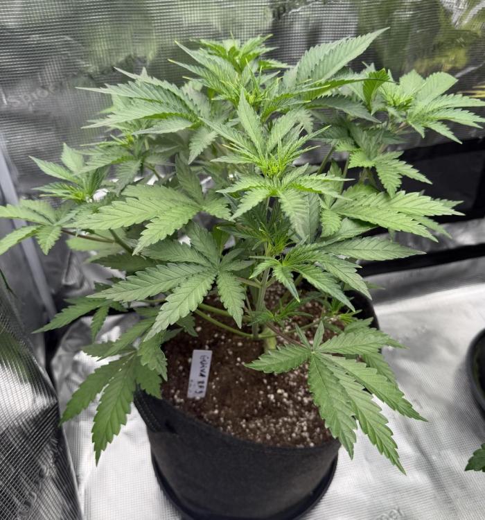 Guava Auto RF3 FastBuds. Week 3
